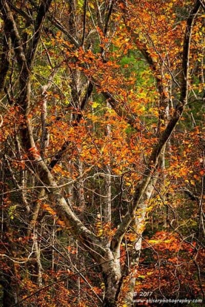 Autumn Antlers