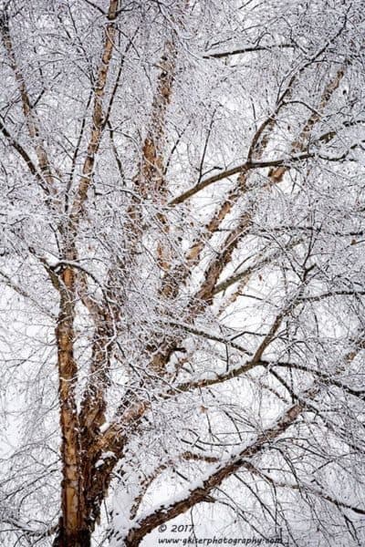 Bark in the Blizzard