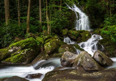 Cascades in the Forest