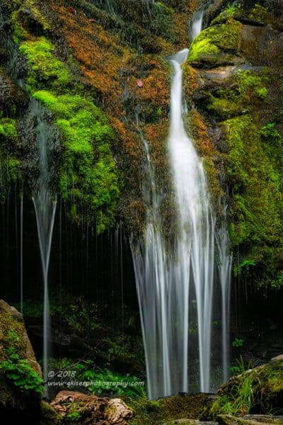 Saturated Moss