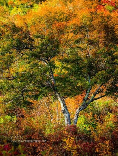Wrapped in Autumn