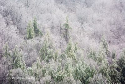 Iced Pines,  Canon 5D Mk3, 70-200mm f/2.8L Mk2, 2X Teleconverter