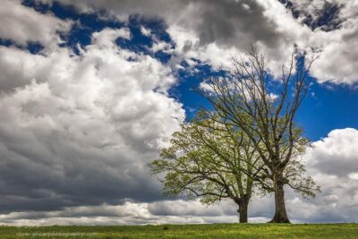 "Peeking Into Spring",   Canon 5D Mk3, 24-70mm f/2.8L Mk2