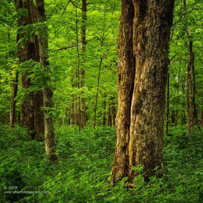 "Divided Bark",   Canon 5D Mk3, 70-200mm f/2.8L Mk2, Singh-Ray Color Combo Polarizer