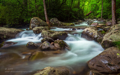 "Fallen Tree Interlude",   Canon 5D Mk3, 16-35mm f/2.8L Mk2, Singh-Ray Color Combo Polarizer