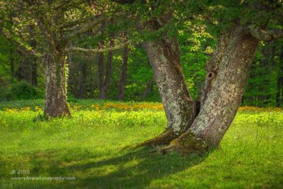 "Playing Coy",   Canon 5D Mk3, 70-200mm f/2.8L Mk2, Singh-Ray Color Combo Polarizer