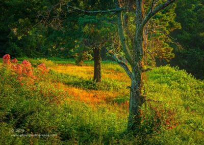 "Summer Woodlands",  Canon 5D Mk3, 70-200mm f/2.8L Mk2, Singh-Ray Color Combo Polarizer