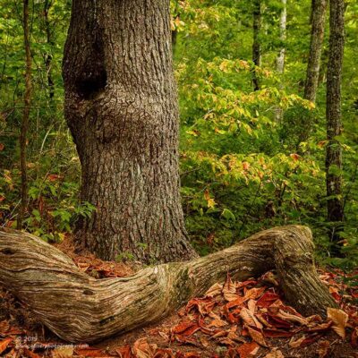 "Woodland Textures"   Canon 5D Mk3, 24-70mm f/2.8L Mk2, Singh-Ray Color Combo Polarizer