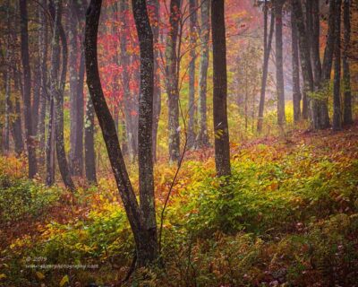 "Damp Autumn",   Canon 5D Mk3, 70-200mm f/2.8L Mk2, No Filters