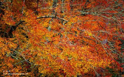 "Peak Blend",   Canon 5D Mk3, 70-200mm f/2.8L Mk2, Singh-Ray Color Combo Polarizer
