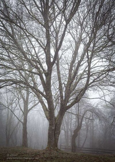 "Woodland Mood",   Canon 5D Mk3, 24-70mm f/2.8L Mk2, No Filters