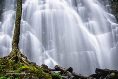 "Watering the Roots",   Canon 5D Mk3, 70-200mm f/2.8L Mk2, Singh-Ray Color Combo Polarizer