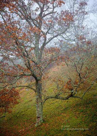 "Fall Fantasy",   Canon 5D Mk3, 70-200mm f/2.8L Mk2, No Filters