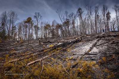 "Those Left Standing",   Canon 5DS R, 16-35mm f/2.8L Mk2, Singh-Ray Galen Rowell 3-stop soft ND grad