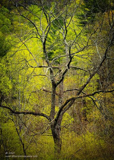 "Among the Living",   Canon 5DS R, 70-200mm f/2.8L Mk2, Singh-Ray Color Combo Polarizer
