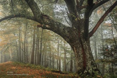 "Fangorn Forest"   Canon 5DS R, 16-35mm f/2.8L Mk2, Singh-Ray Color Combo Polarizer