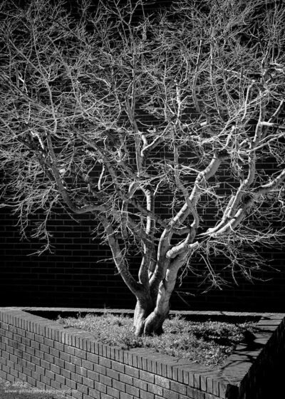 "The Last Stand",   <a href="https://www.bhphotovideo.com/c/product/1119027-REG/canon_0582c002_eos_5ds_r_dslr.html/BI/21392/KBID/23763/DFF/d10-v21-t1-x604095/SID/DFF" target="_blank" rel="noopener">Canon 5DS R</a>, <a href="https://www.bhphotovideo.com/c/product/1414599-REG/canon_3044c002_ef_70_200mm_f_2_8l_is.html/BI/21392/KBID/23763/DFF/d10-v21-t1-x901618/SID/DFF" target="_blank" rel="noopener">70-200mm f/2.8L Mk2</a>, No filters