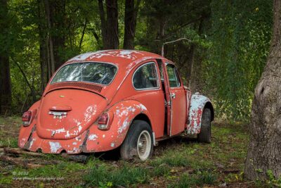 "Forest Bug",   Canon 5DS R, 70-200mm f/2.8L Mk2, Singh-Ray Color Combo Polarizer