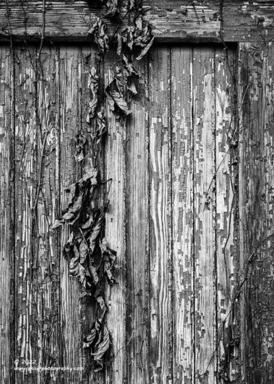 "Dried Out",   Canon 5DS R, 70-200mmm f/2.8L Mk2, No Filters