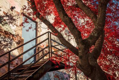 "Urban Fall",   Canon 5DS R, 24-70mm f/2.8L Mk2, Singh-Ray Color Combo Polarizer