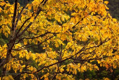 "Spring Branch",   Canon 5DS R, 70-200mm f/2.8L Mk2, EF 2.0X Extender Mk3, No Filters