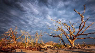 "Driftwood Beach",   Canon 5DS R, 16-35mm f/2.8L Mk2, Singh-Ray Color Combo Polarizer