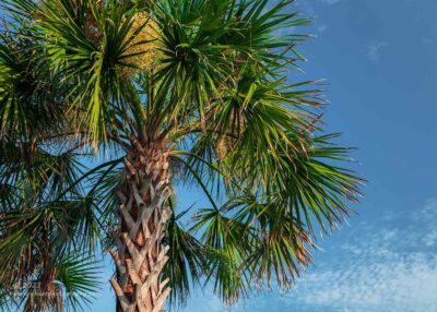 "Palm in Light",   Canon 5DS R, 24-70mm f/2.8L Mk2, Singh-Ray Color Combo Polarizer
