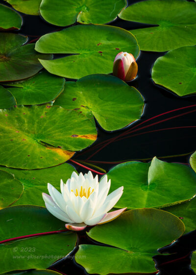 "Purity",   Canon 5DS R, 70-200mm f/2.8L Mk2, EF 2.0X teleconverter Mk3, Singh-Ray Color Combo Polarizer