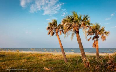 "Three Palms",   Canon 5DS R, 24-70mm f/2.8L Mk2, No Filters