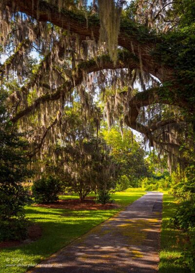 "Serenity Path",   Canon 5DS R, 24-70mm f/2.8L Mk2, Singh-Ray Color Combo Polarizer