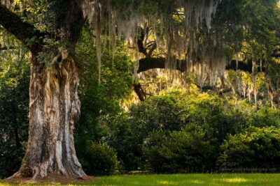 "Spanish Moss",   Canon 5DS R, 70-200mm f/2.8L Mk2, Singh-Ray Color Combo Polarizer