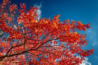 "Out on a Limb",   Canon 5DS R, 16-35mm f/2.8L Mk2, Singh-Ray Color Combo Polarizer