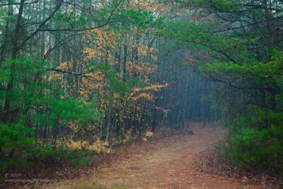 "A Moody Walk",   Canon 5DS R, 24-70mm f/2.8L Mk2, Singh-Ray Color Combo Polarizer