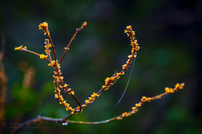 "Delicate Adornment",   Canon 5DS R, 70-200mm f/2.8L Mk2, Singh-Ray Color Combo Polarizer