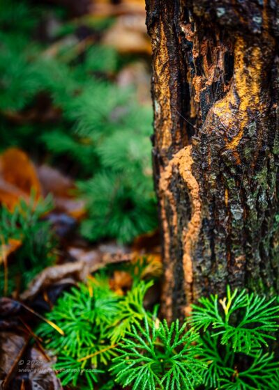 "Face in the Woods",  Canon 5DS R, 70-200mm f/2.8L Mk2, Singh-Ray Color Combo Polarizer