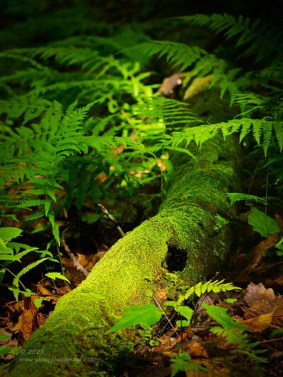 "Woodland Stare",   Canon 5DS R, 70-200mm  f2.8L Mk2, Singh-Ray Color Combo Polarizer