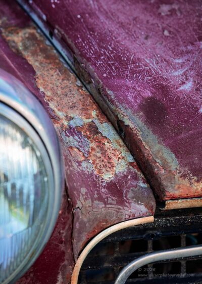 "Rotting Beautifully",   Canon 5DS R, 70-200mm f/2.8L Mk2, Singh-Ray Color Combo Polarizer
